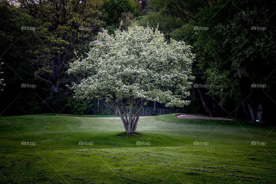 Blooming apple tree