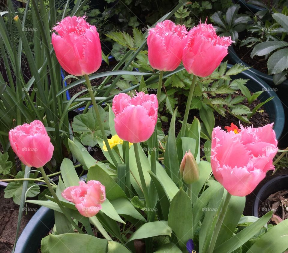 Pink fringed tulips