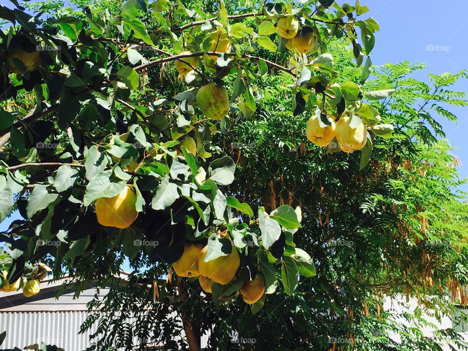 Quince fruit tree