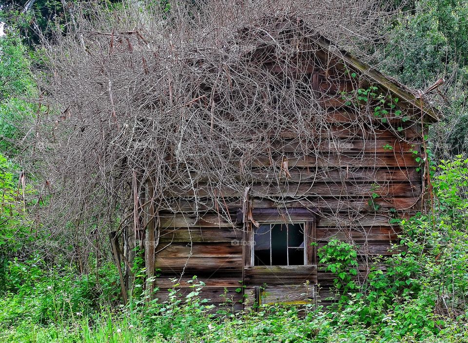 Abandoned Cabin In The Woods. Rustic Old Hunting Cabin In The Forest
