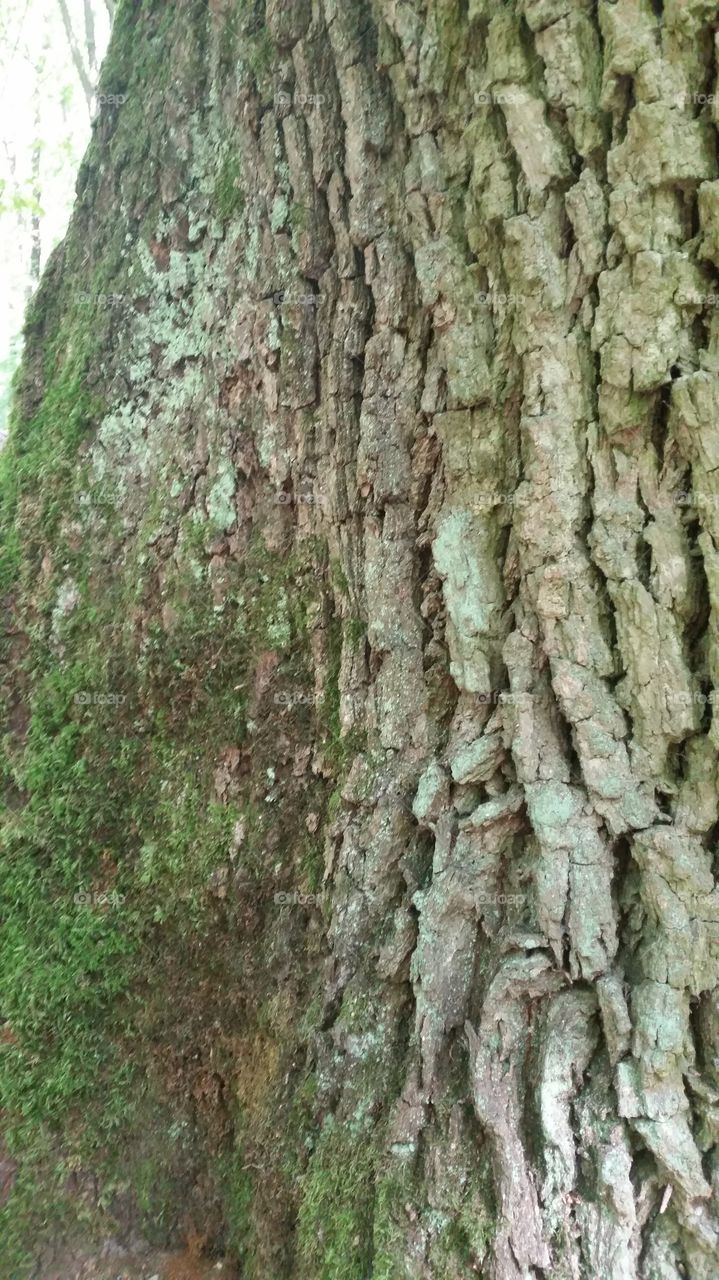 tree bark