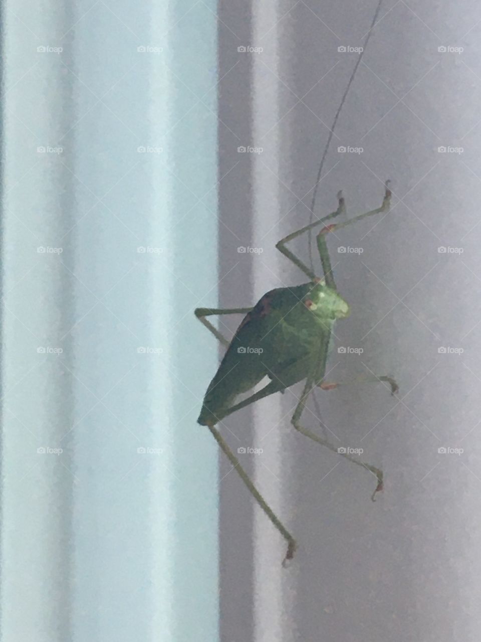 M. Grasshopper visiting the house