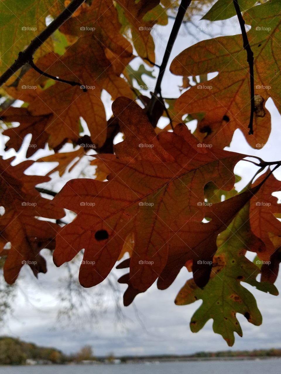 Leaf, Fall, No Person, Maple, Nature