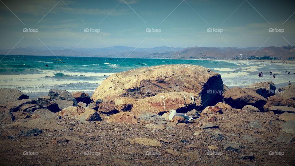 Rocky beach, sea bird