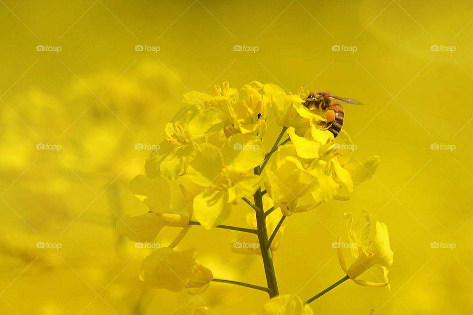 Yellow flower with a bee