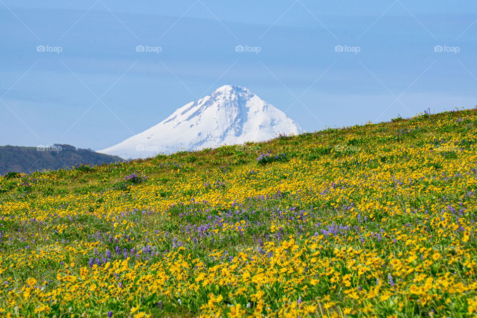 Mt. Hood’s blanket of flowers 