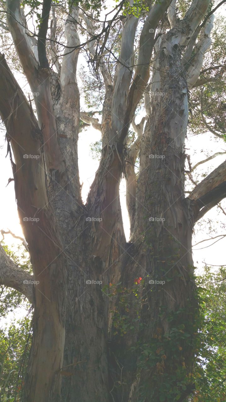 Eucalyptus Tree in the Fog. Humongous eucalyptus tree with shedding bark on foggy morning in Sonoma County