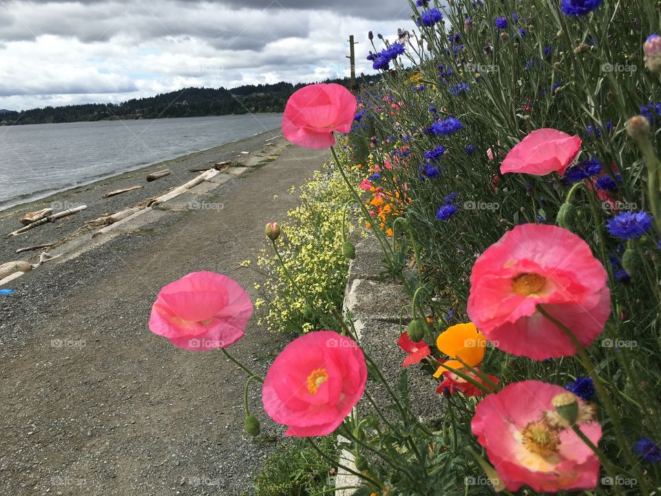 Path with flowers 