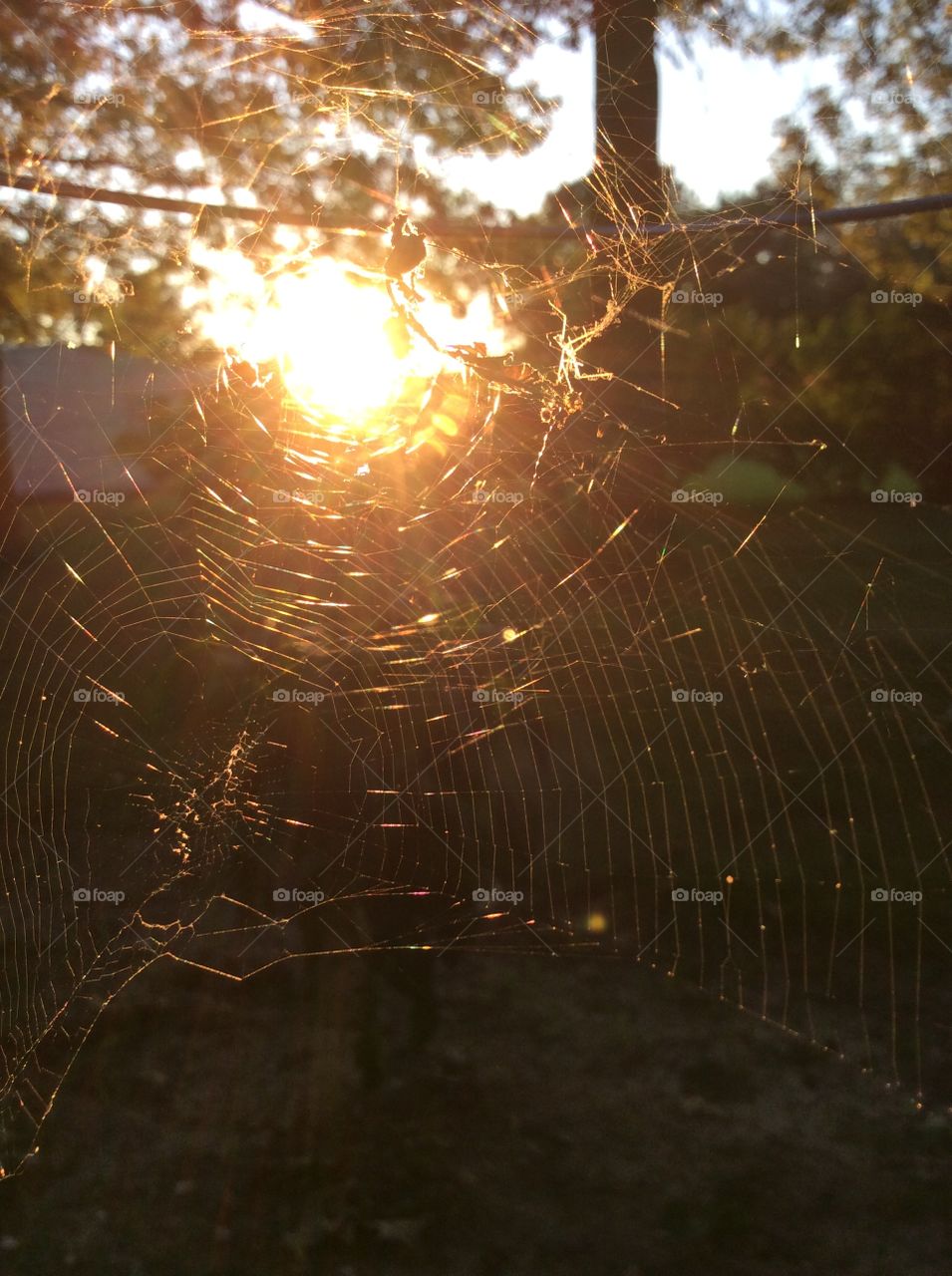 Spiderweb