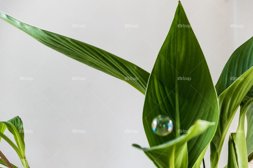 Floating bubble green environmental conceptual photo with green canna leaves on white background with one floating bubble above leaf in air with room for copy 