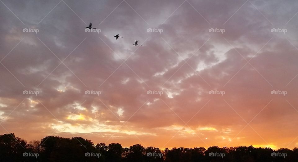 Swans in flight at sunset