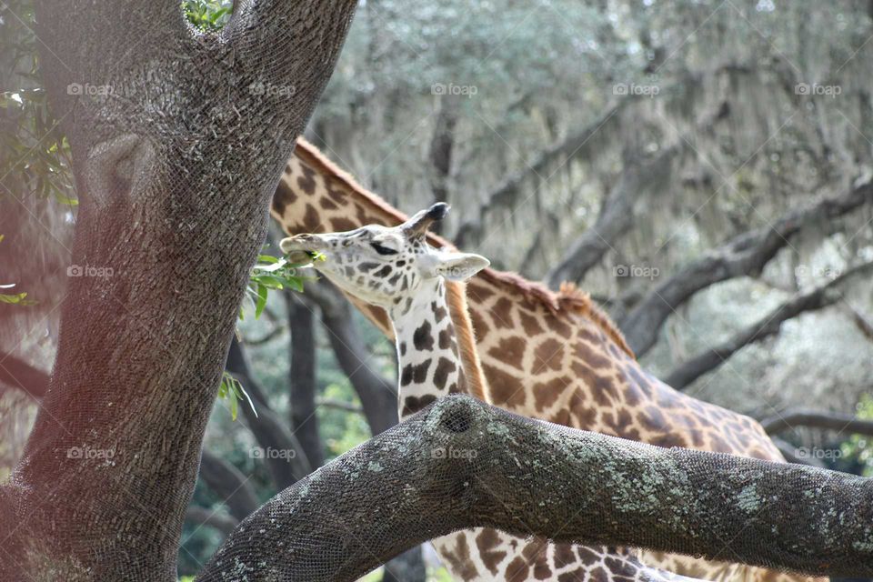 baby giraffe feeding