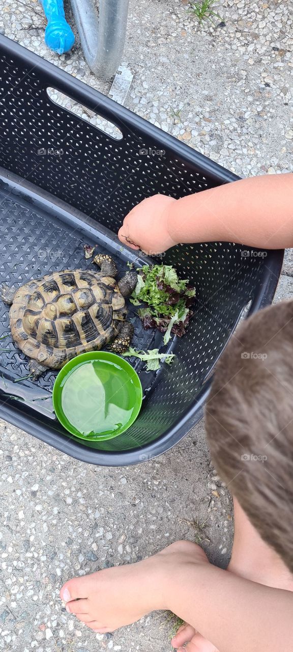 feeding turtle