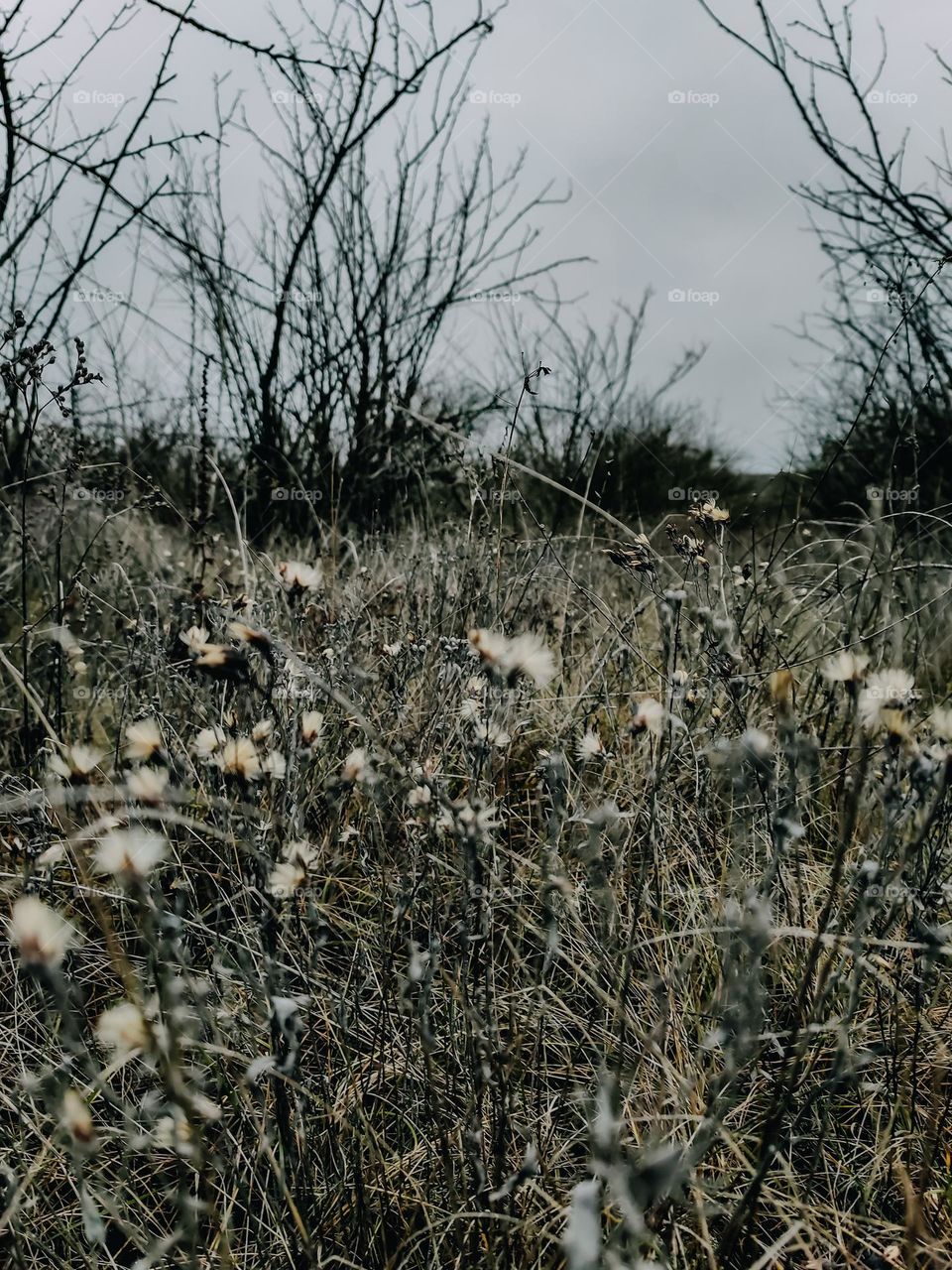 Pale green field forest landscape, dried grass and flowers in the cloudy autumn evening