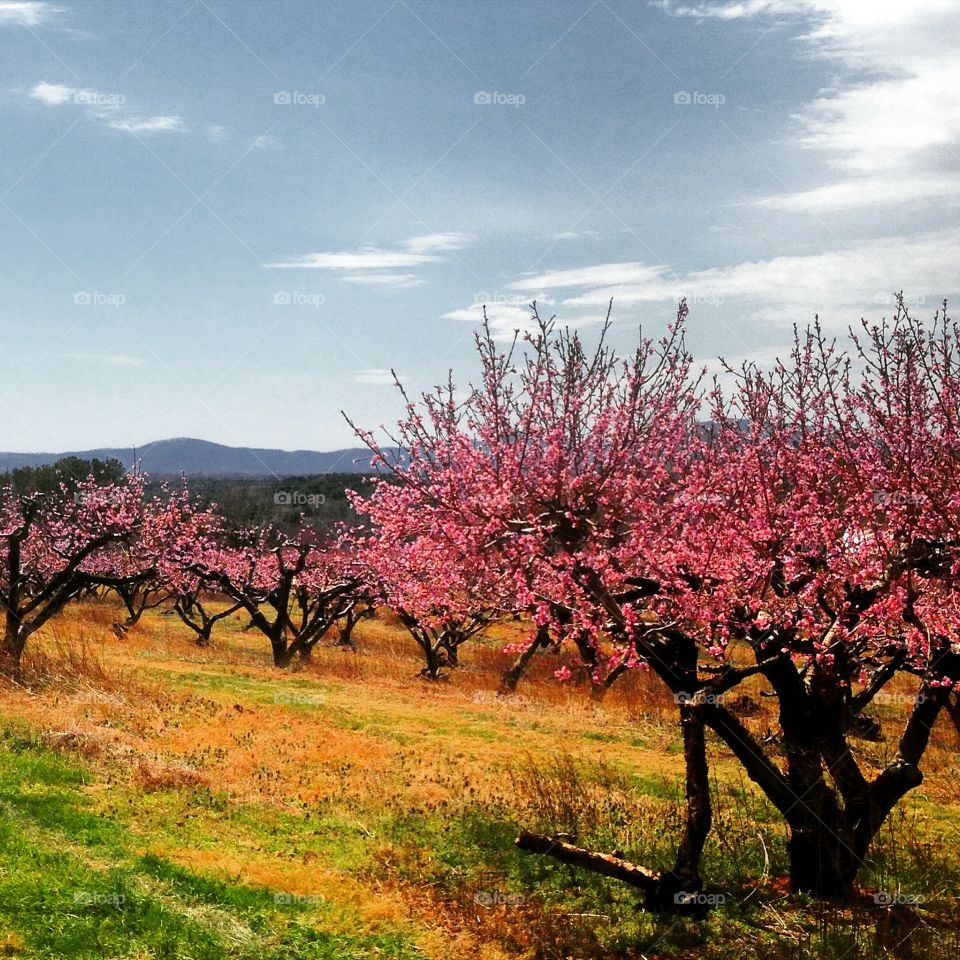 Peach orchard in full bloom