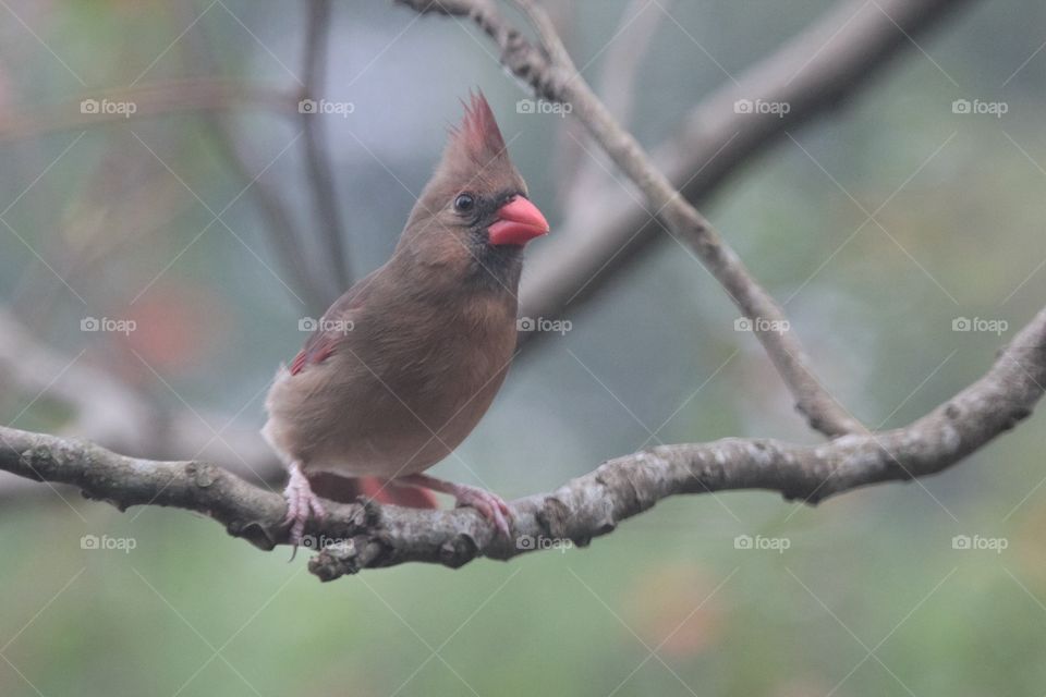 Northern Cardinal this morning at my feeder