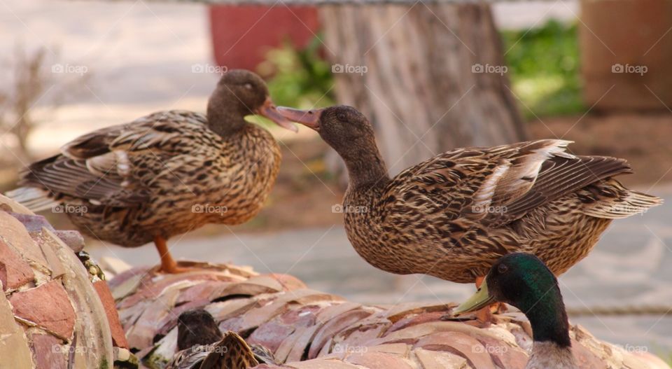 Ducks love 