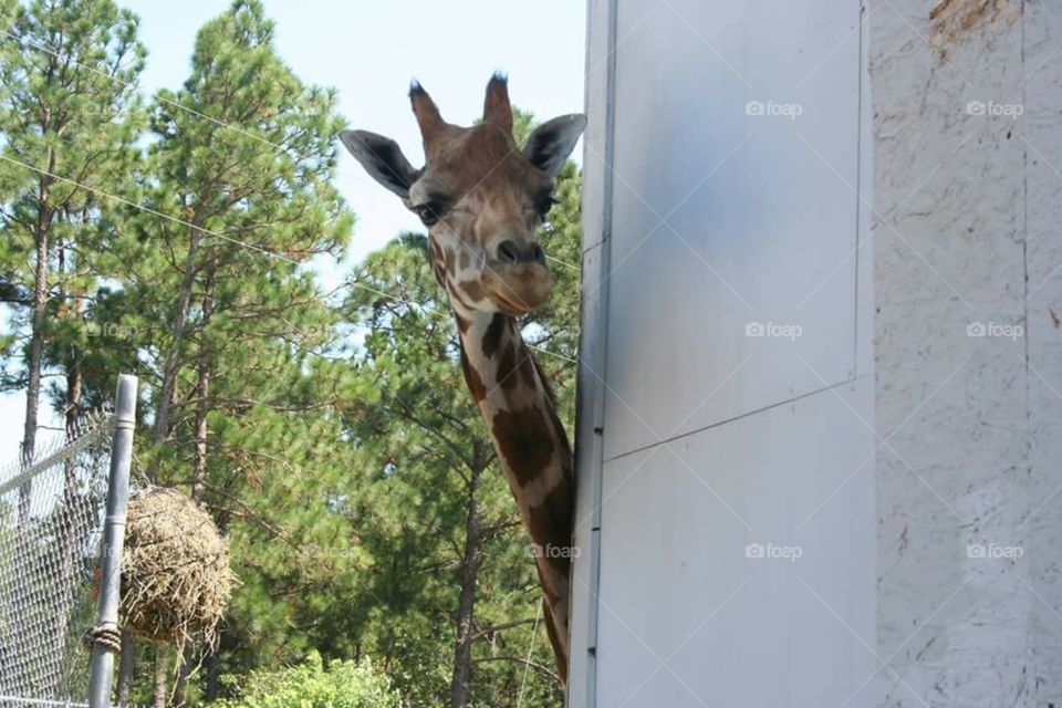 Stretch the Giraffe