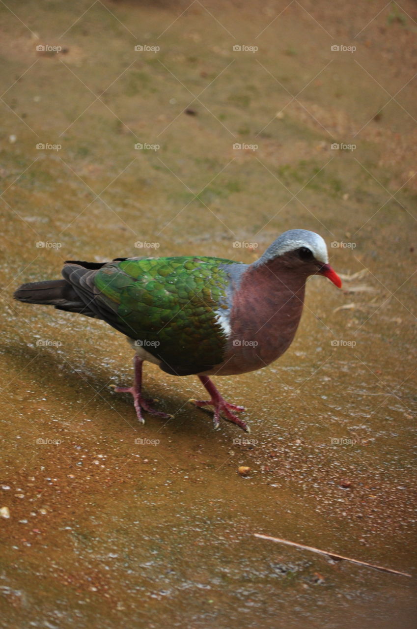 Common emerald dove
