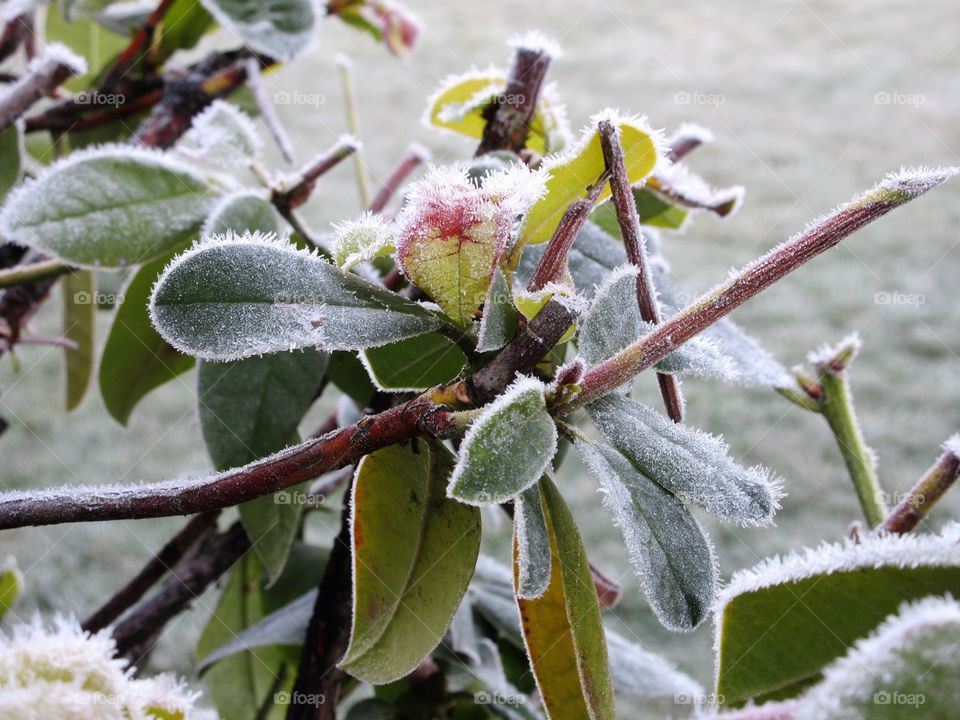 frost on plant