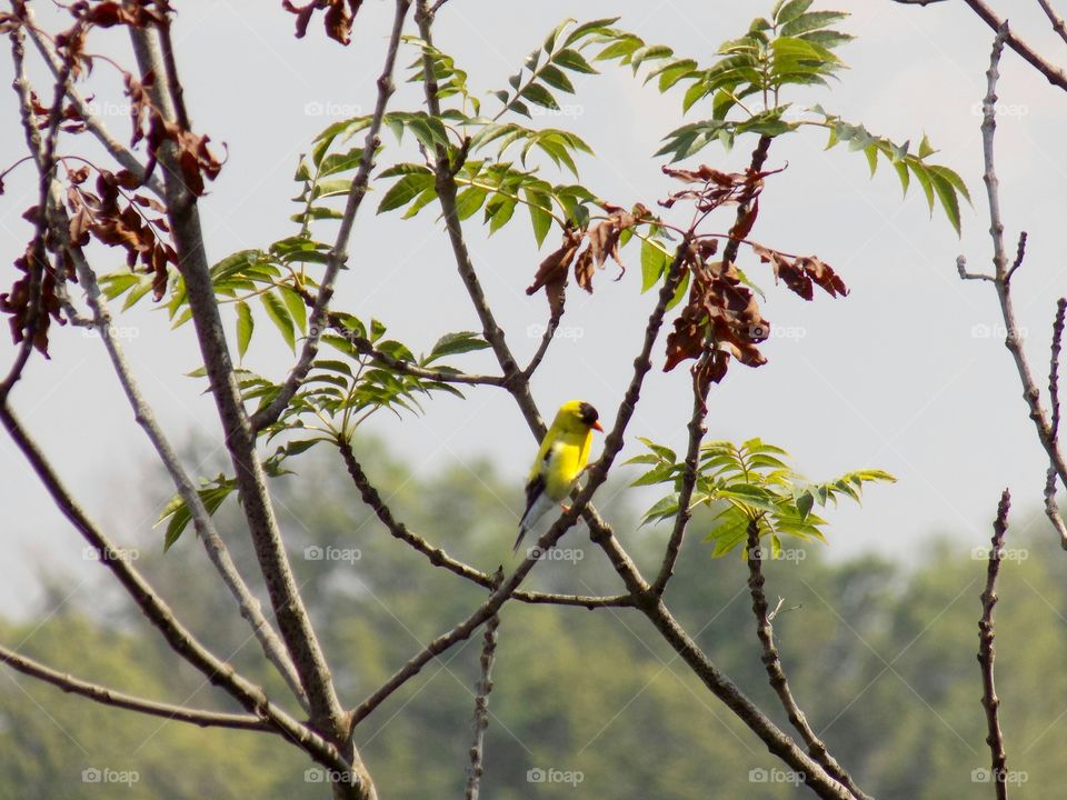 Yellow bird in tree