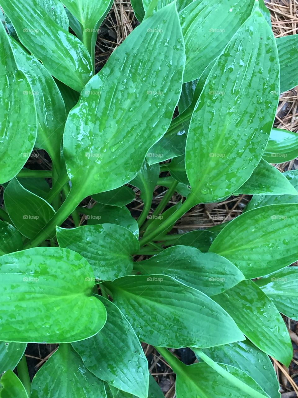 Hosta