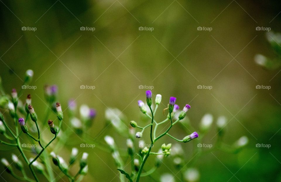 violet grass flower