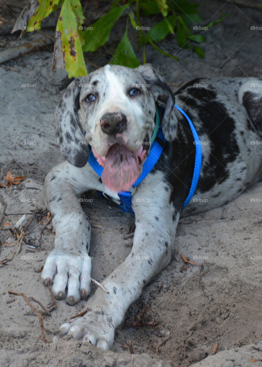 Close-up of dog sitting on sand