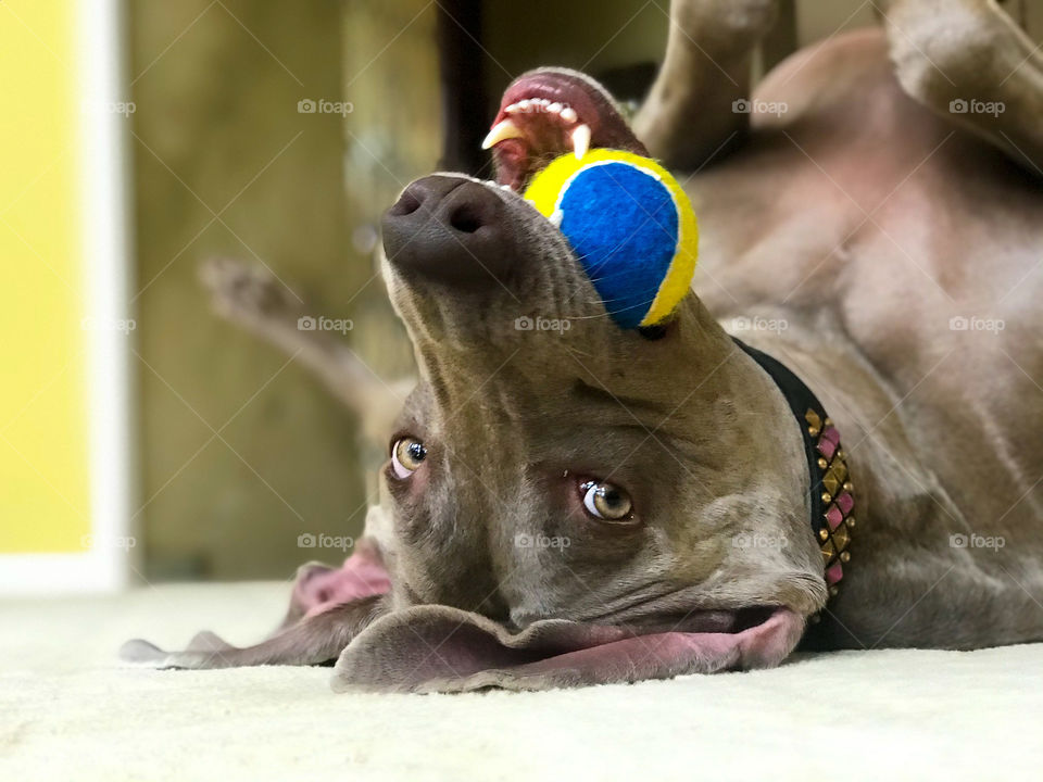Playful Weimaraner dog rolling on her back with a ball in her mouth 