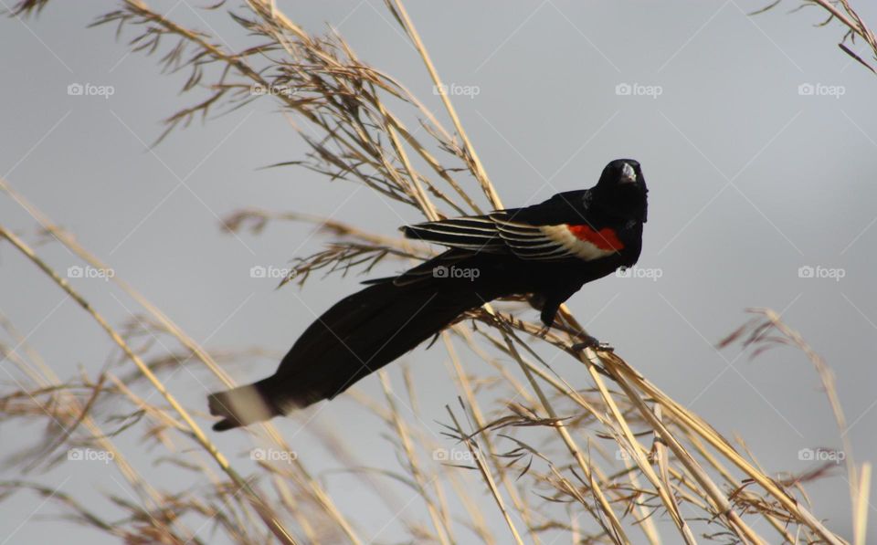 Long-tailed Widowbird in long grass