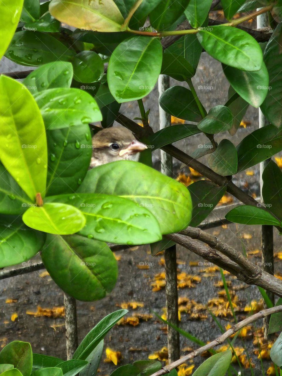 little bird in the midst of dew-wet leaves