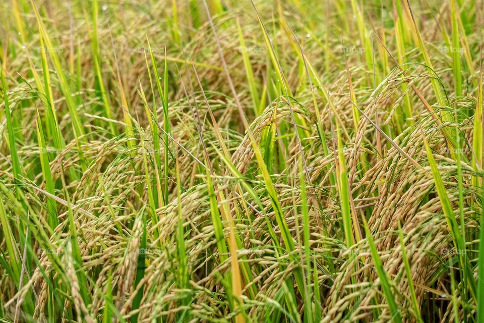 Beauty texture of organic rice in paddy field