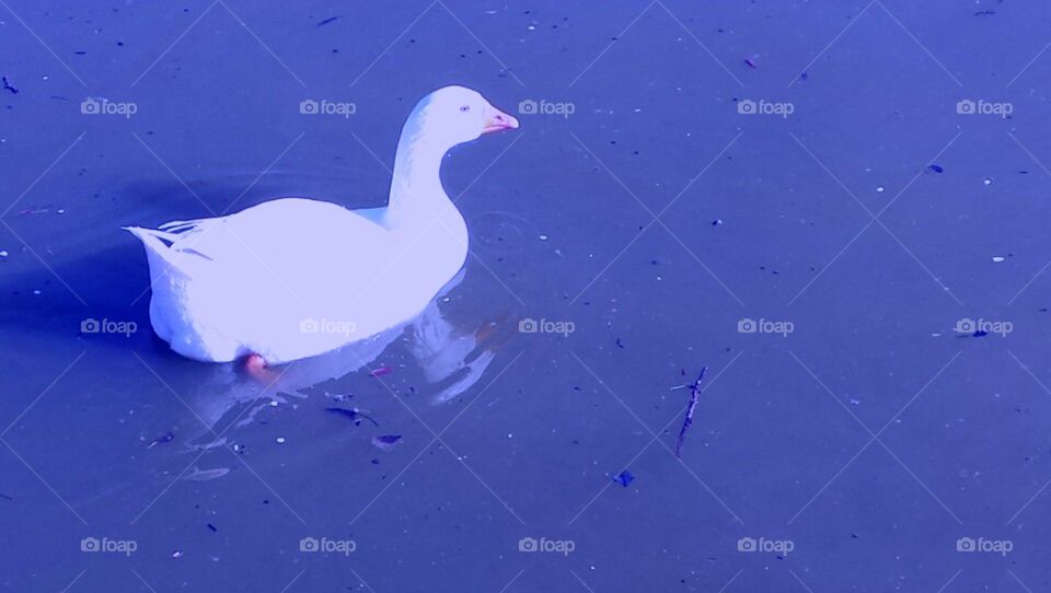 Goose and reflection