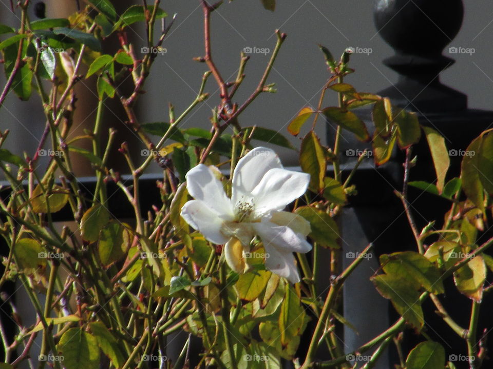 Flower, Leaf, Flora, Tree, Nature