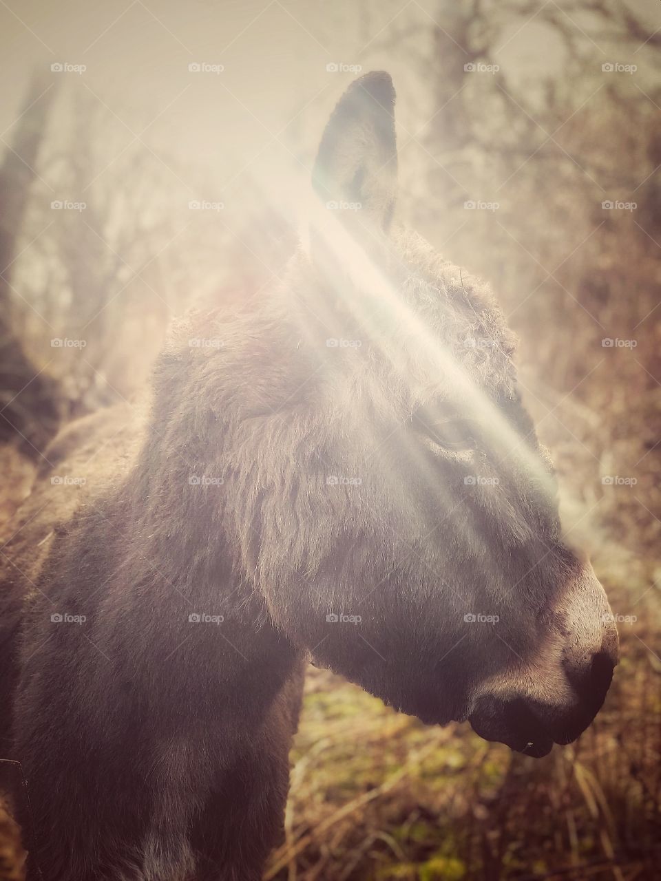 Fotogenic donkey! 