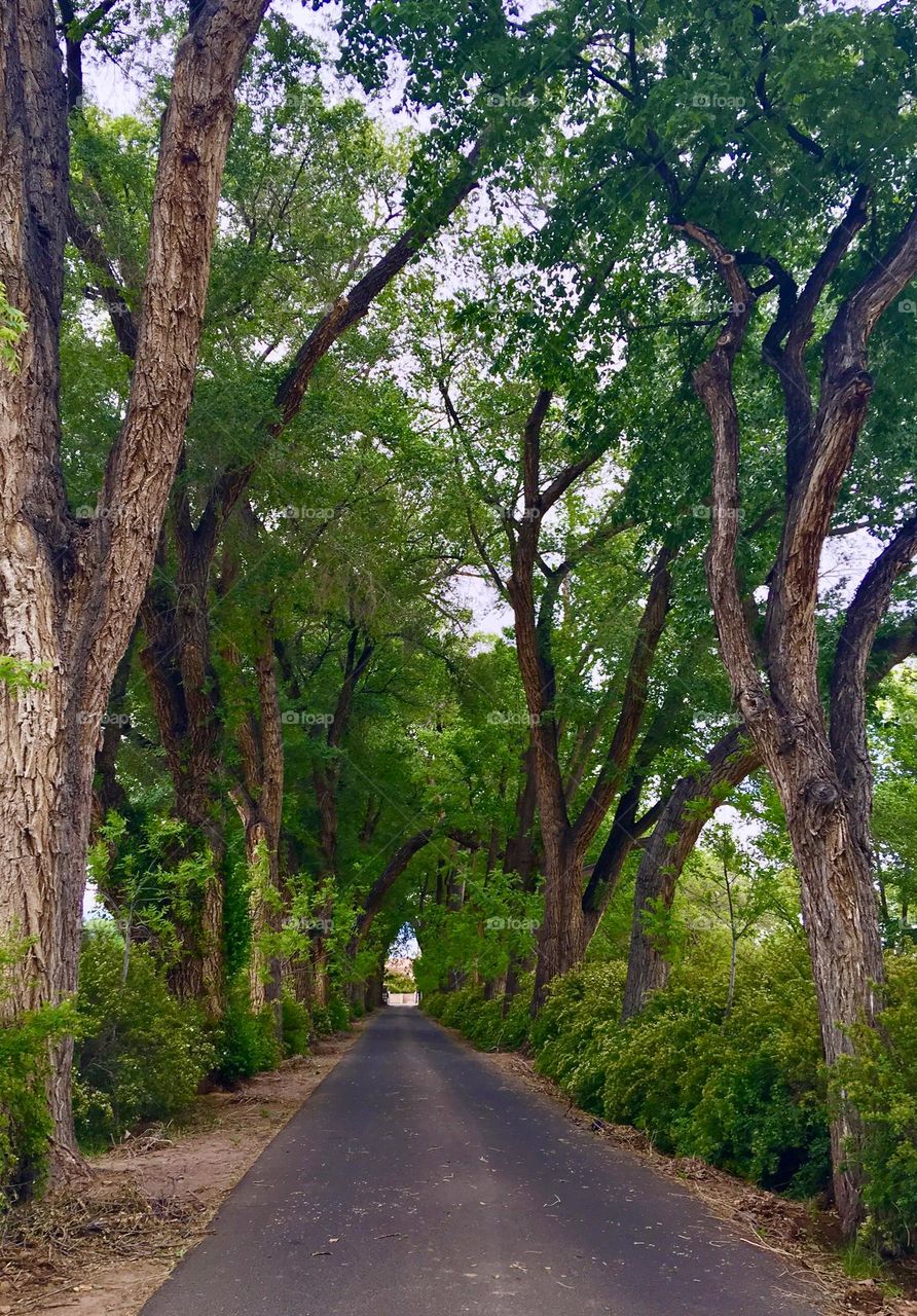 Foap Mission-From The Ground Up! New Mexico Dirt Winery Road Covered With A Canopy Of Beautiful Eucalyptus Trees Shot From The Ground Up!