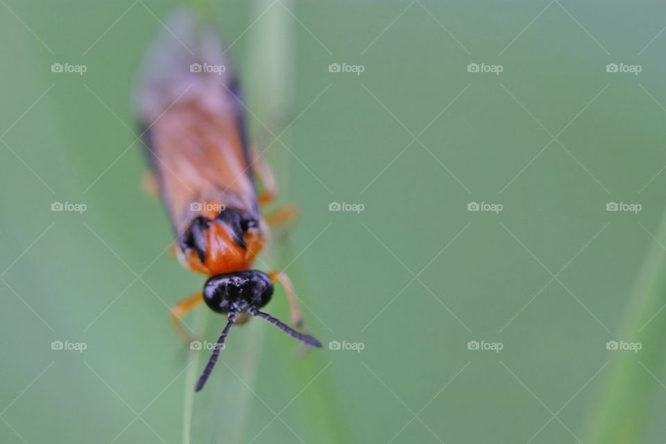 Close-up of fly