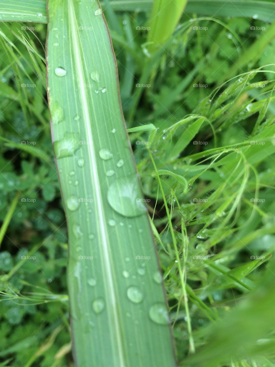 Spring raindrop captured on a blade of grass