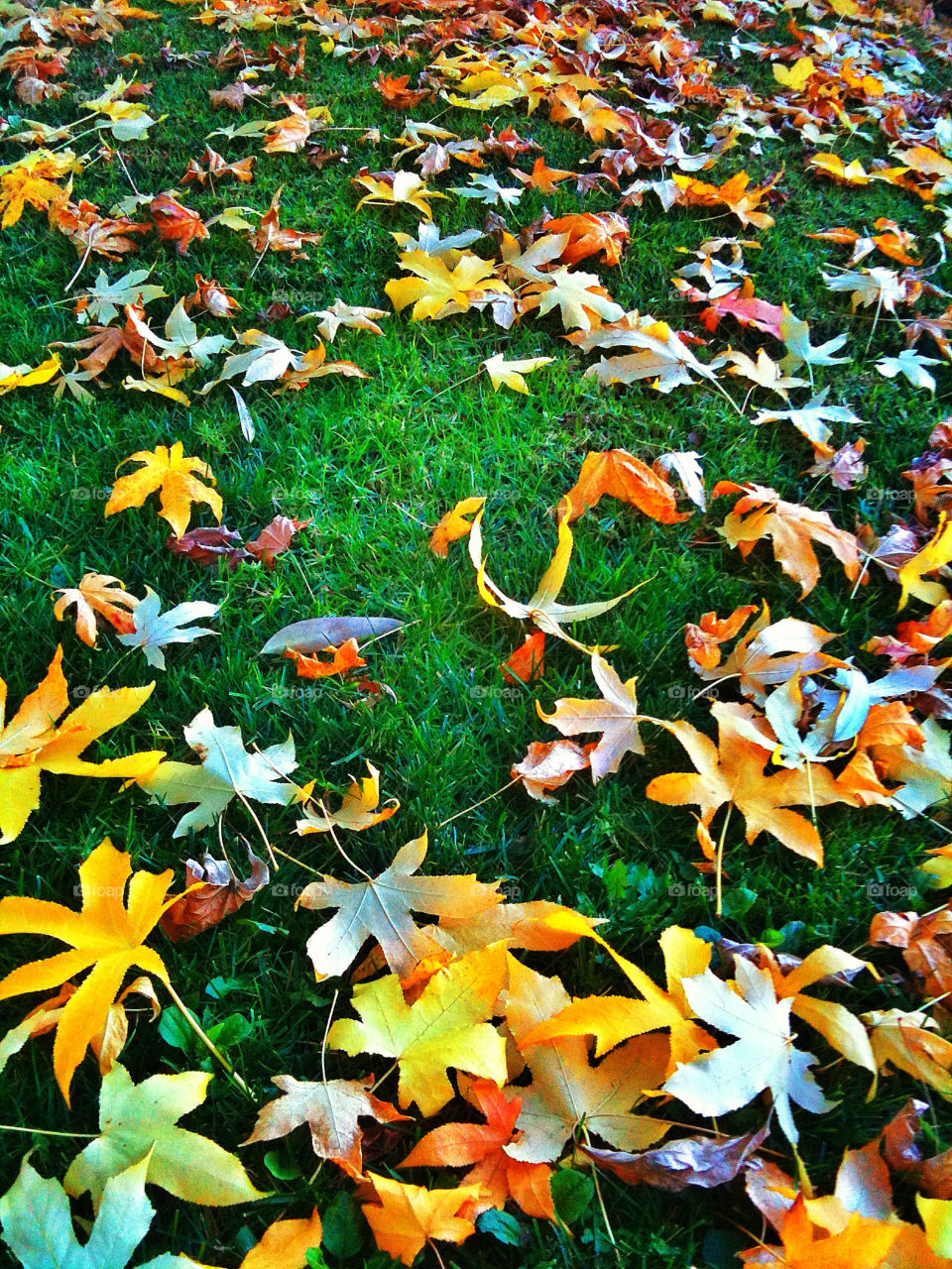 nature colors orange leaves by analia