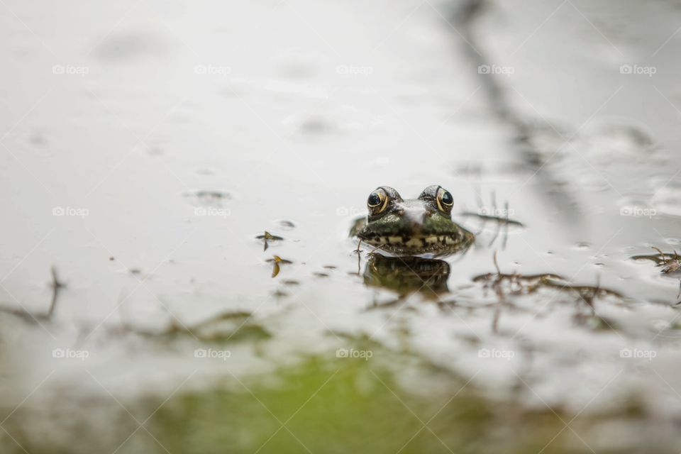 A frog rests with its head peaking outside of water