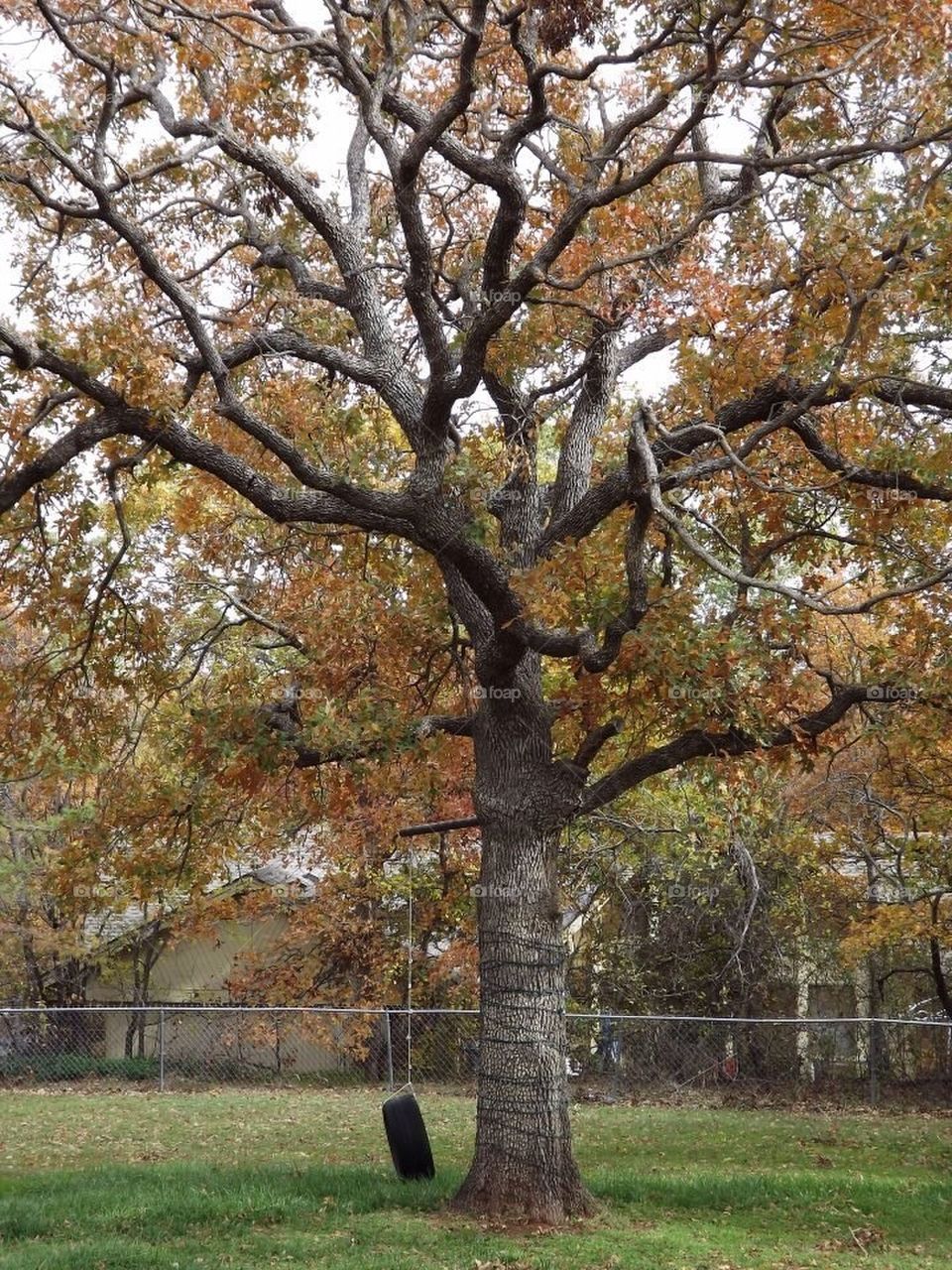 Beautiful Fall Tree