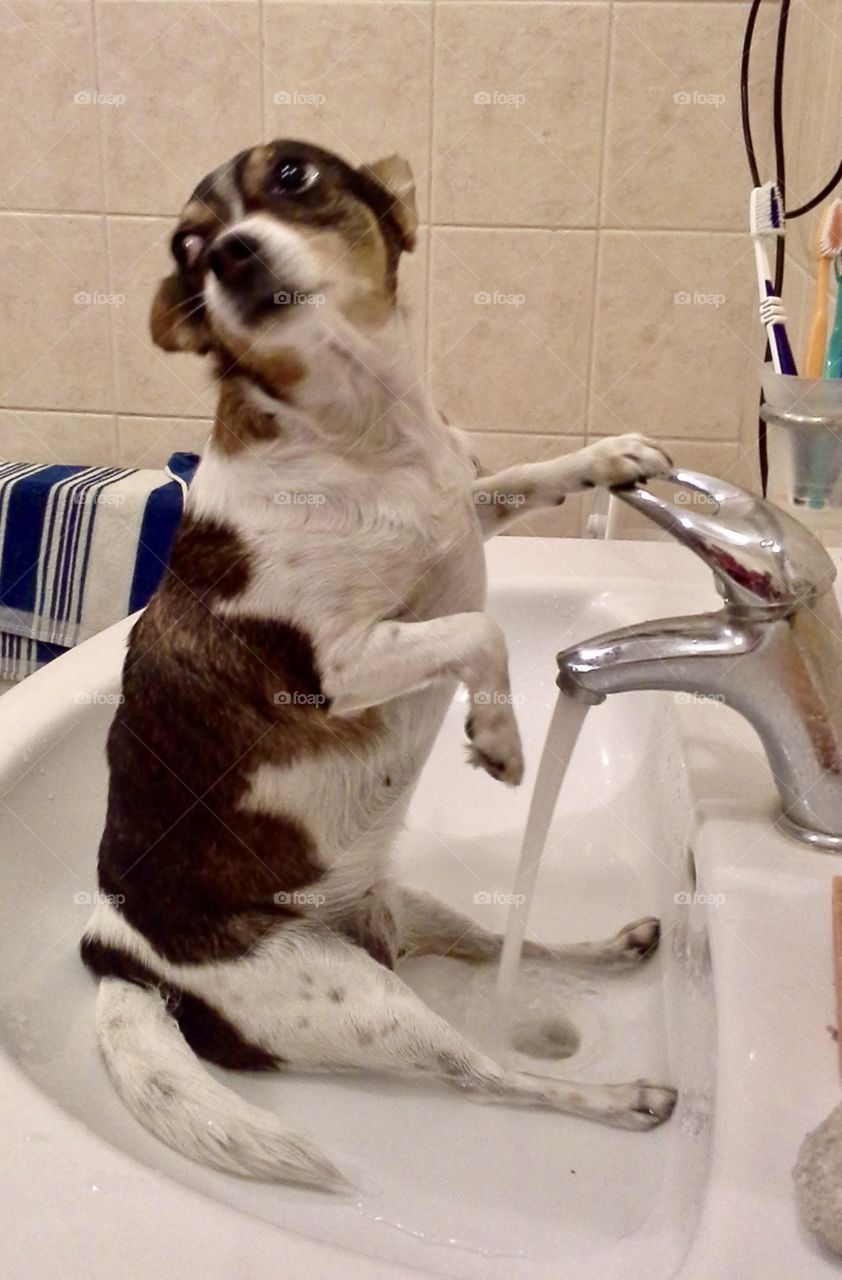 A small funny dog is washing self its legs in sank. 