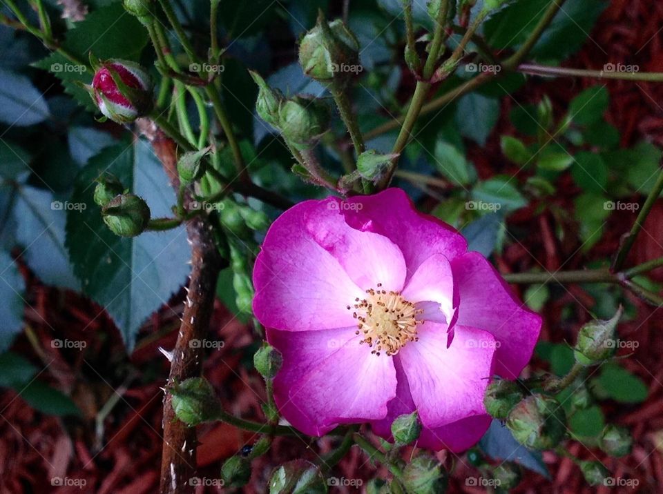 Wild Rose 