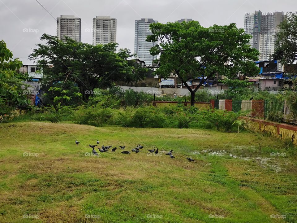 📷📷📷
Flock Of Pigeons 🕊️🕊️
Pecking in Lawn 🌿🌿🌿
Pleasent Weather ⛈️⛈️