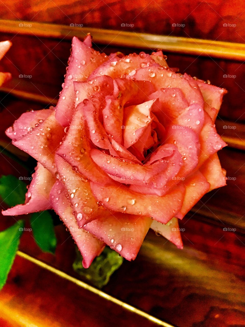 Water drop on rose flower