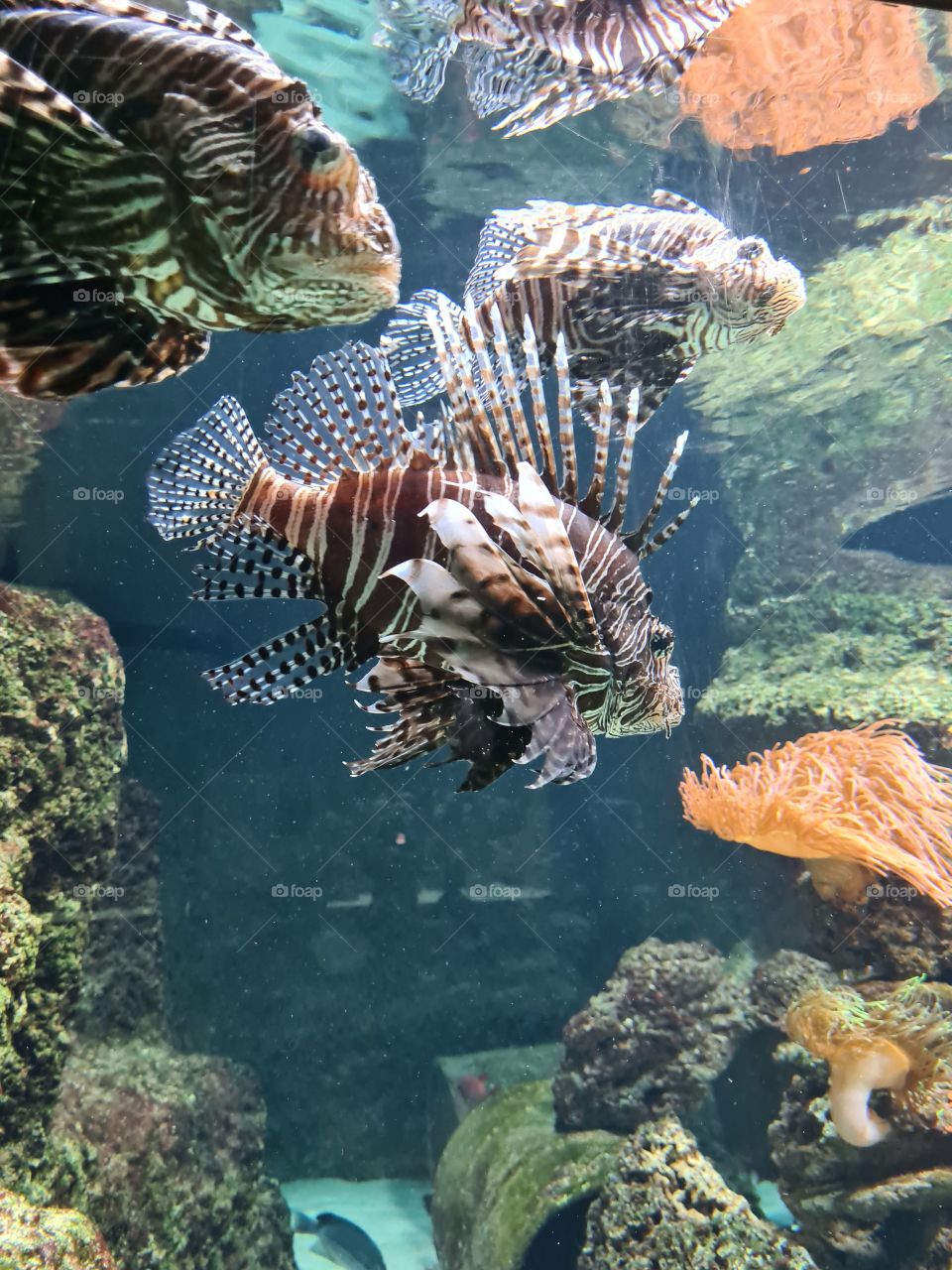 Deathly fish at the Zoo