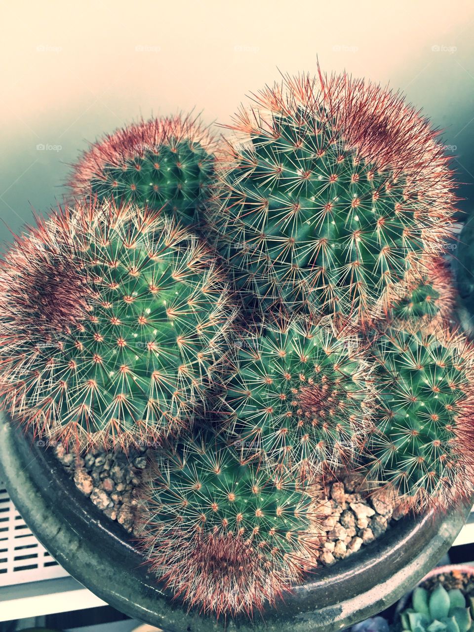 Cactus plants 
