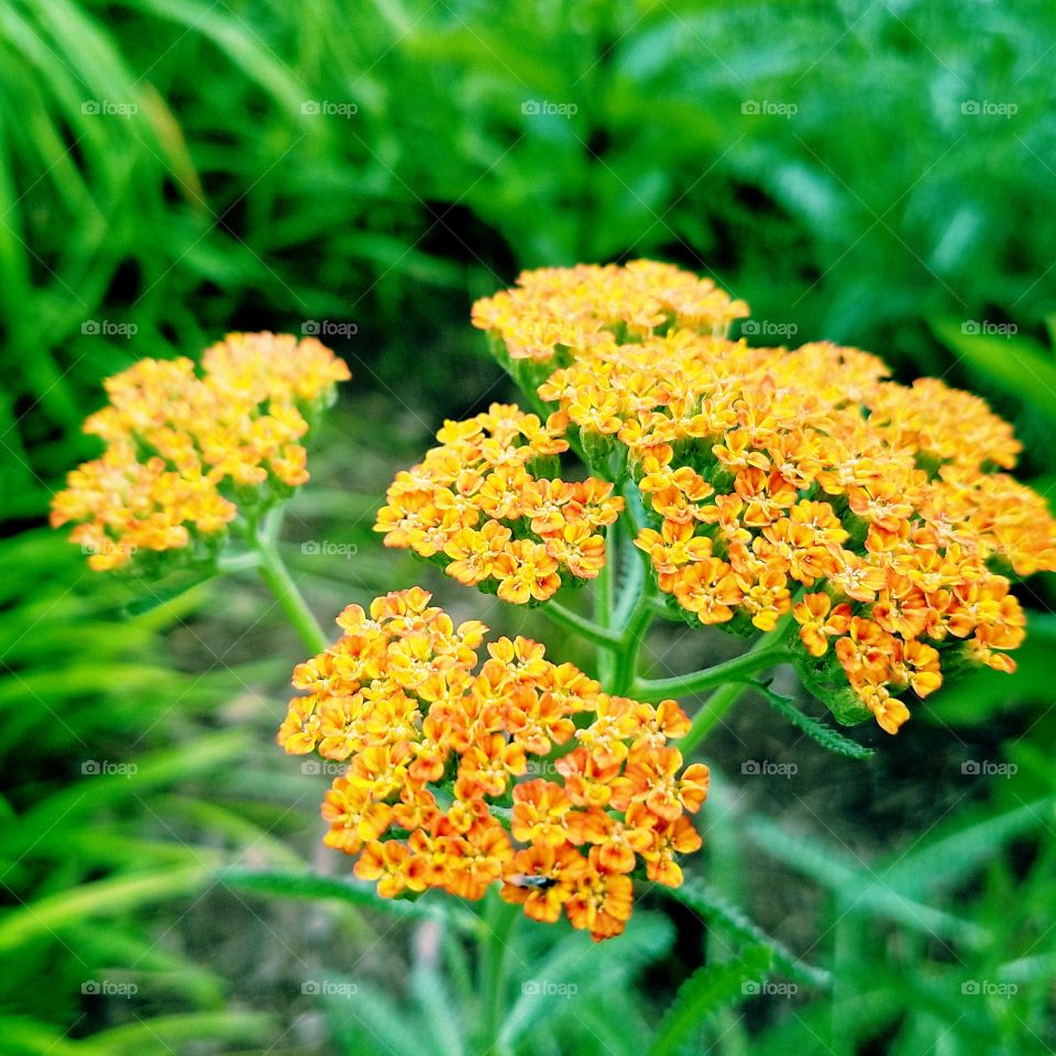 Orange Prince Nemesia Flower 