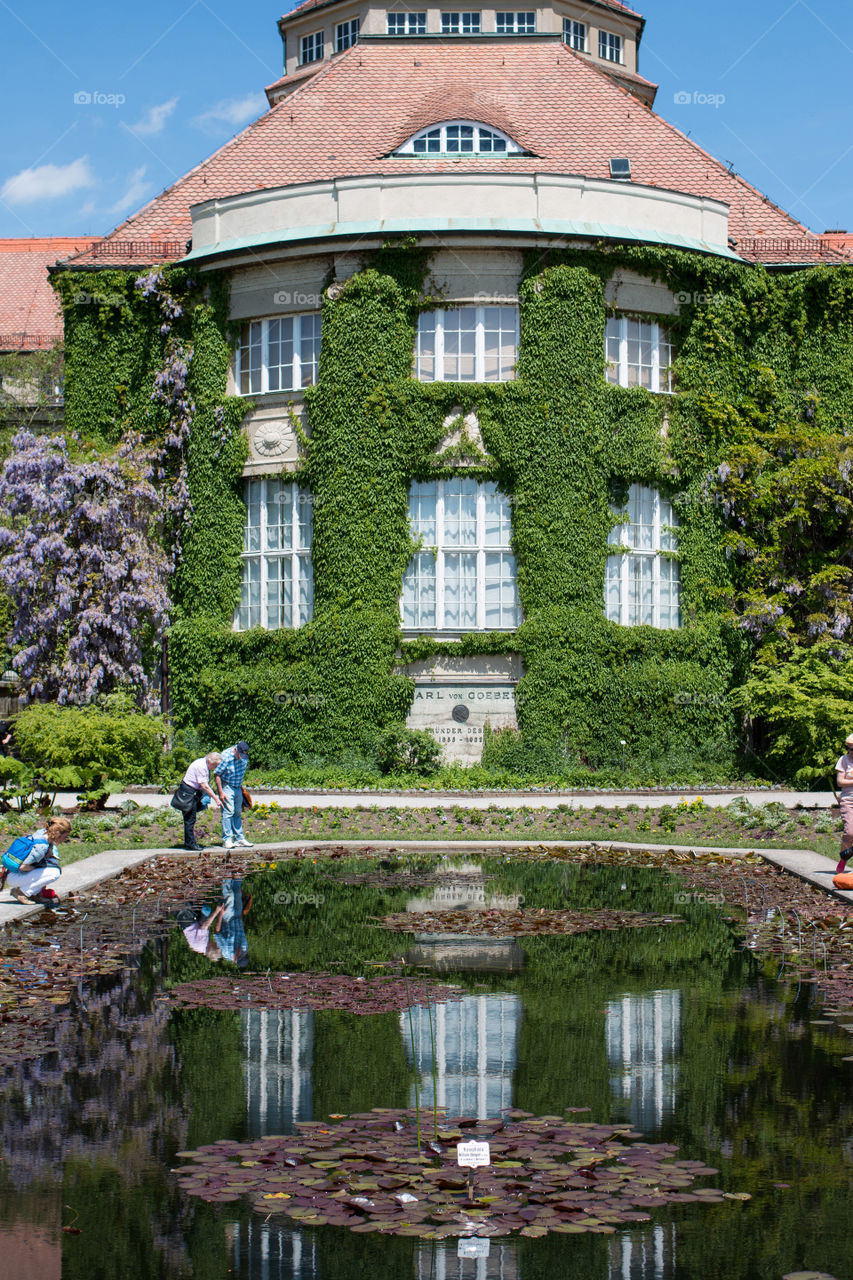 Facade of house covered with ivy