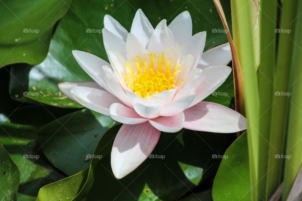 Water Lily
